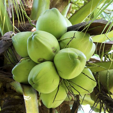 Green Coconut tropical fruit naturally sealed coconut water » Tropical Plantae