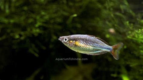 Neon Rainbow Fish | Aquarium Fish India