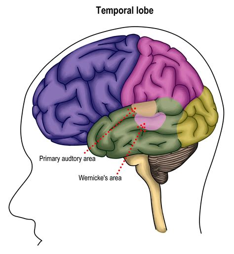 Wernicke's Area: Location and Function