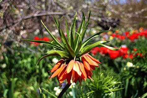 Toronto Ontario ~ Canada ~ Edwards Gardens ~ Botanical Garden - Exotic ...