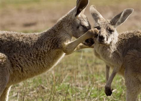 All Fur and Games: Why Do Animals Play? | BBC Earth