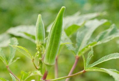 Okra Plant | How to Grow, Care For and Harvest - Quick Guide