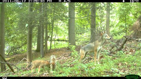 Meet the Coywolf | The Coywolf and its New York City habitat | Nature | PBS