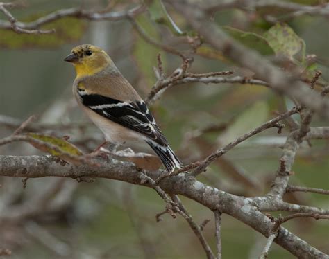 Birds of Different Feathers: More Birds of Central Texas