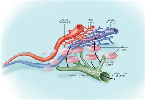 Why Is Tissue Fluid Drained In The Lymphatic System - Best Drain Photos Primagem.Org