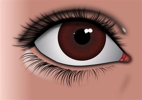 Clipart - Realistic Brown Eye