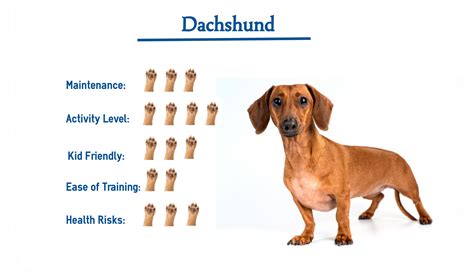 Dachshund Dog Breed… Everything You Need to Know at a Glance!