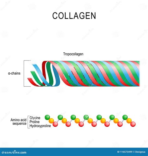 Polypeptides Cartoons, Illustrations & Vector Stock Images - 25 Pictures to download from ...