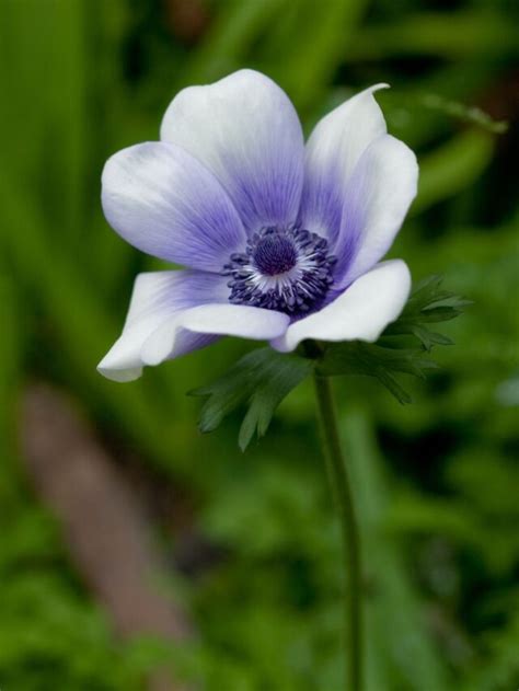 37 of the Best Perennial Cut Flowers for your Cutting Garden