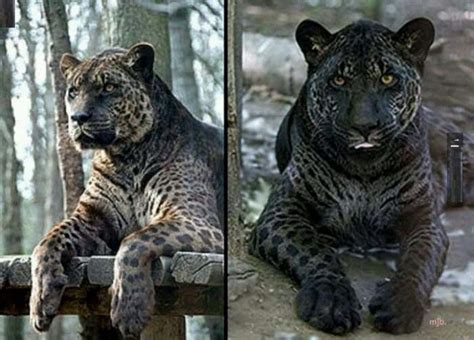 Jaglion | Adorkable Animals | Pinterest | Beautiful creatures, Wild animals and Animal