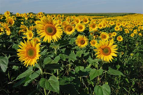 Sonnenblumenfeld Foto & Bild | landschaft, kulturlandschaften, natur Bilder auf fotocommunity