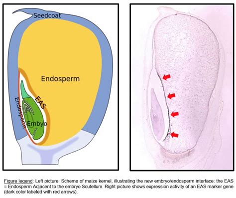 Family dynamics within the seed: Identification of new cell types in maize endosperm | Plantae