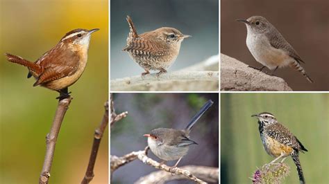 Types of Wrens - Photos, Habitat, Diet and Nesting Habits