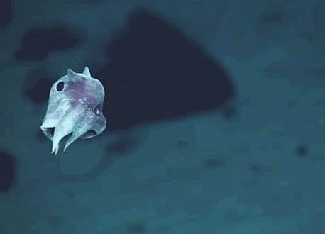 Weird Newly-Discovered Sea Creatures Captured On Camera For The First Time | DeMilked