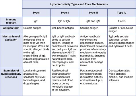 15.1 Hypersensitivities – Allied Health Microbiology