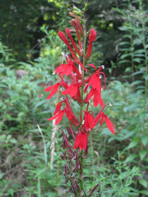 Lobelia cardinalis, Cardinal Flower (OBL) The brilliant red flowers attract hummingbirds and add ...