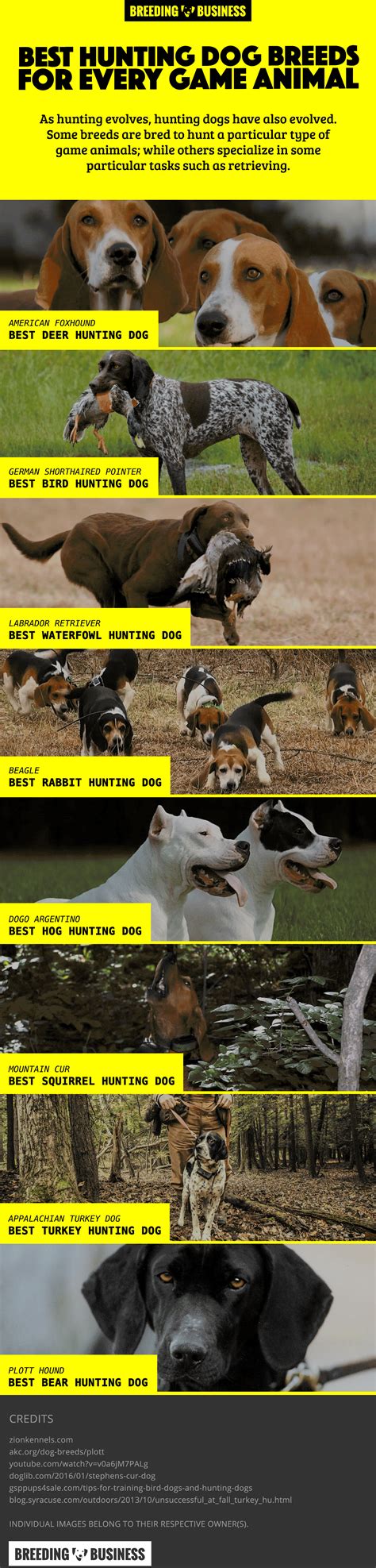 List of the Best Hunting Dog Breeds for Each Game Animal