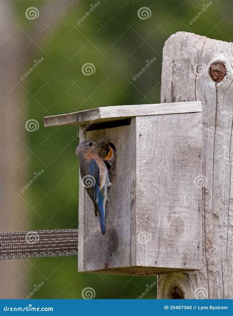 Female Eastern Bluebird Feeding Young Stock Photo - Image of watching ...