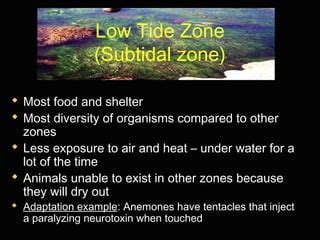 Tidal zones notes ppt | PPT