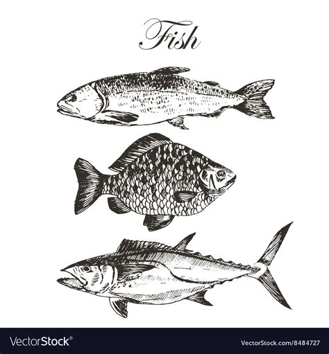 Fish sketch drawing - salmon trout carp Royalty Free Vector