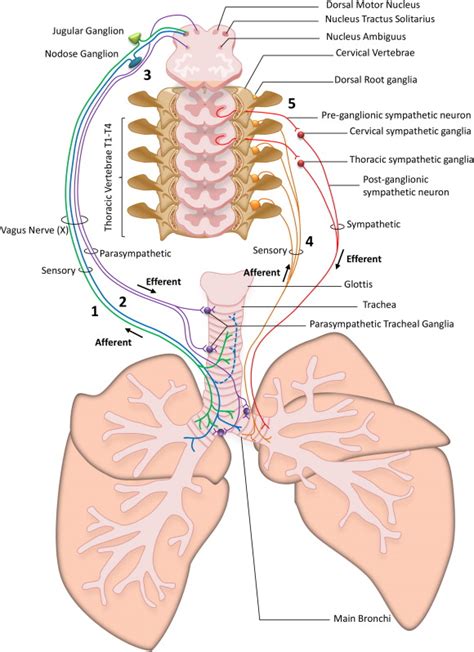 Cough Reflex Afferent Efferent