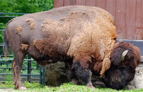 Mother & Baby American Bison O Stock Photo - Image of buffalo, brown ...