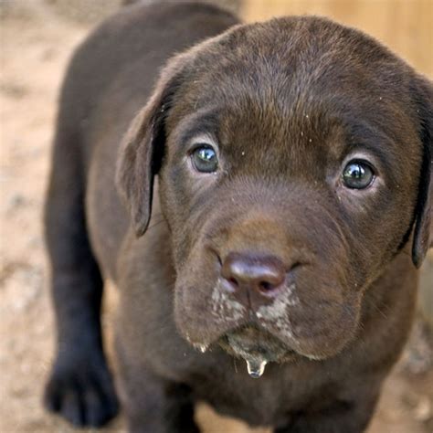 These Pictures of Chocolate Lab Puppies Are a Canine Brownout – Dogster