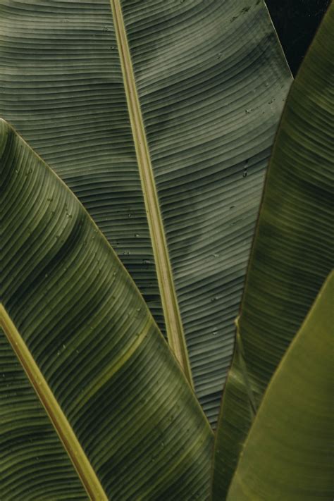 Banana Leaves Photography – Photography – Design. / Visual.