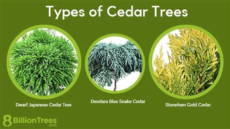 11 Types of Cedar Trees in Every State: Pictures (Map & Chart) | Cedar ...