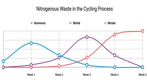 How to Cycle an Aquarium: 3 Quick and Safe Methods