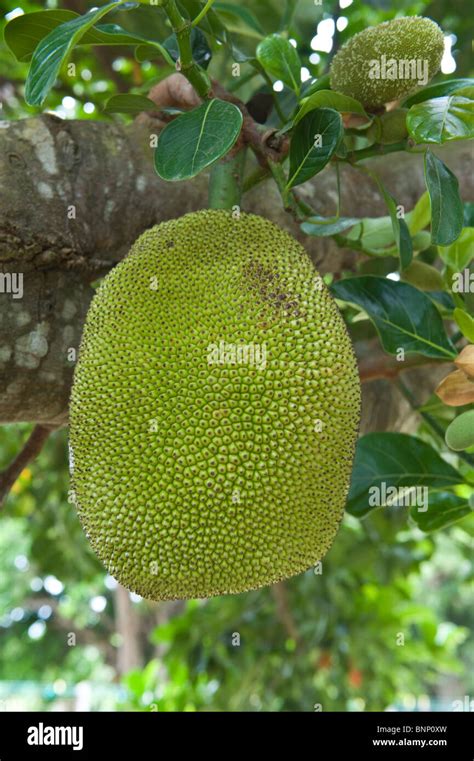 Jackfruit (Artocarpus heterophyllus) close-up of fruit, Rock View Village, Guyana South America ...