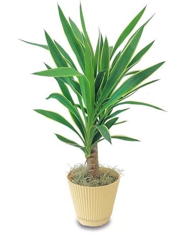 Variegated Yucca Plant in Marshfield WI - Hefko Floral Company