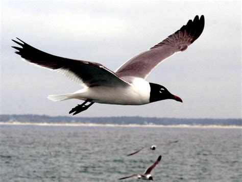 Laughing Seagull – "OCEAN TREASURES" Memorial Library