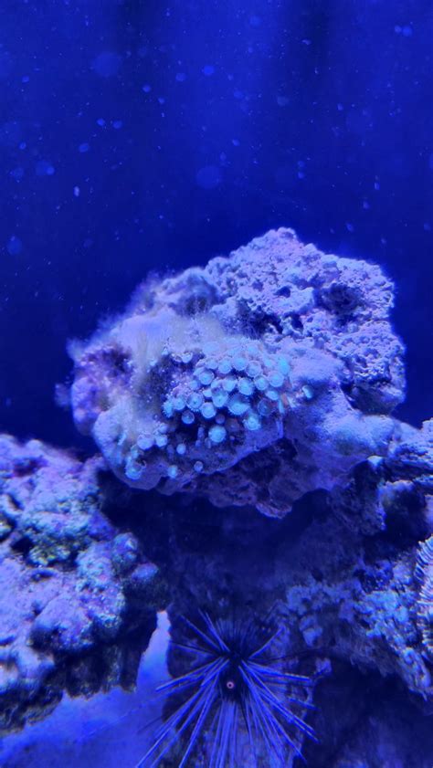 Help- Palytoxin Poisoning. Just happened to me | Reef2Reef