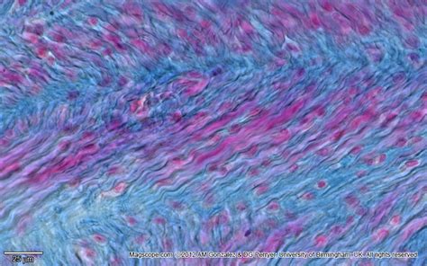 . Histology Slide Download. Magscope.com