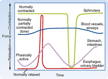 Smooth Muscle | Basicmedical Key