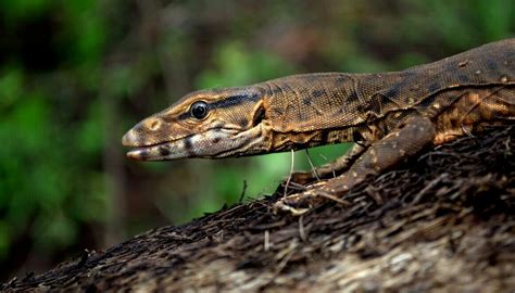 kingsnake blog Kingsnake.com Blog - The Indian monitor lizard