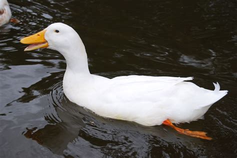 Duck Swimming Free Stock Photo - Public Domain Pictures