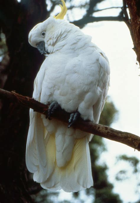 Sulphur-crested Cockatoo - The Australian Museum