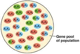 Topic 10.3: Gene Pools and Speciation - AMAZING WORLD OF SCIENCE WITH MR. GREEN