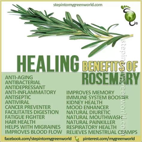 Rose mary | Herbs for health, Herbs, Health