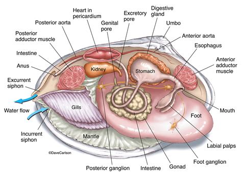 Clam Dissection PDF Bivalvia Mollusca, 54% OFF