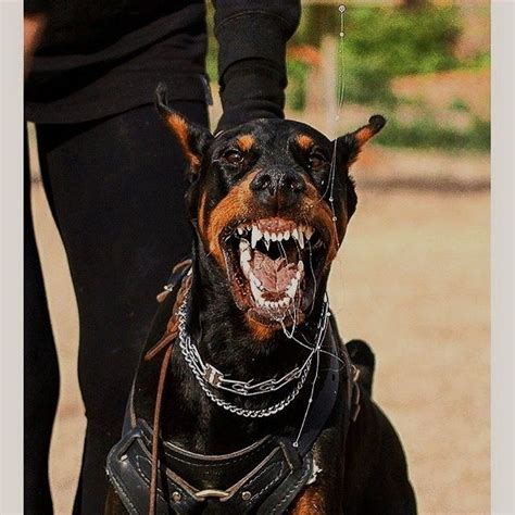 Pin by SURRAWS on ᴅᴀɴɢᴇʀᴏᴜꜱ ᴅᴏɢ | Doberman, Doberman dogs, Doberman ...