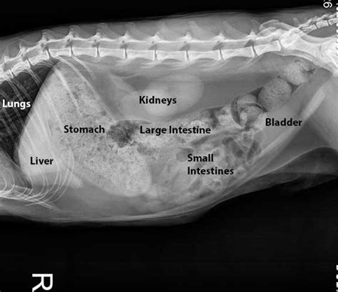 How Long Do Dog X Rays Take