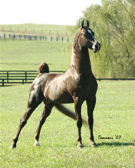 Sir William Robert - Willowbank Farm - American Saddlebred Stallions in ...