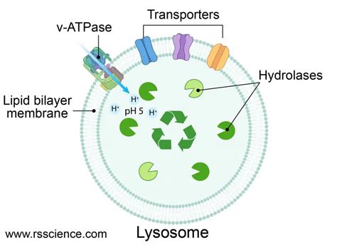 Lysosome - the cell’s recycling center - definition, structure, function, and biology