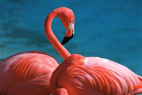 Flamingo Full HD Wallpaper and Background Image | 3072x2048 | ID:326008