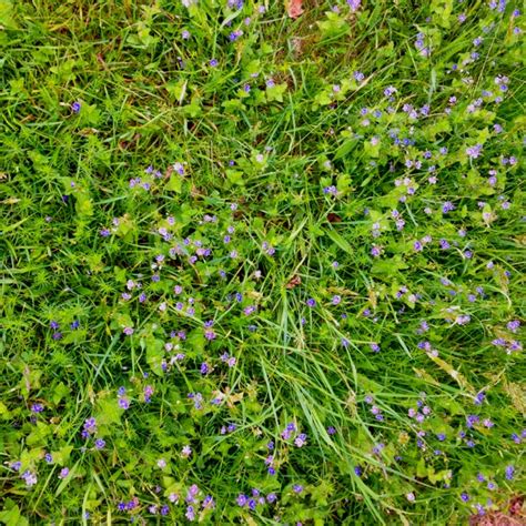 Purple flower grass! | Purple flowers, Grass, Flowers