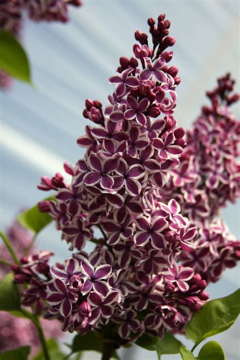 Syringa vulgaris 'Sensation' - Blue Heron Nursery