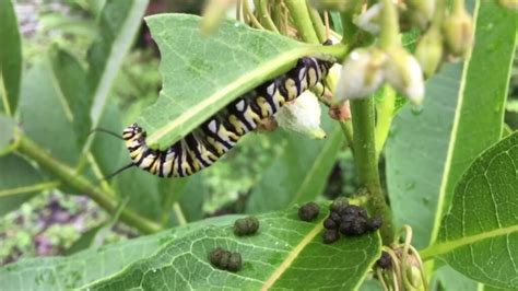 What is Butterfly Poop Called? 💩 🤭 - Johnny Butterflyseed